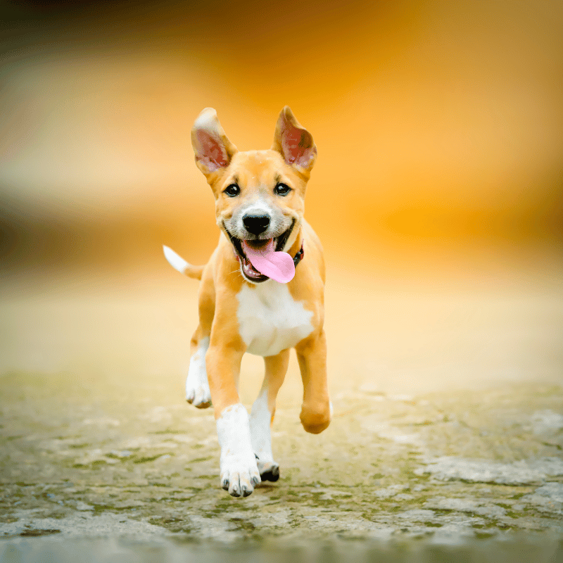 Chien en bonne santé