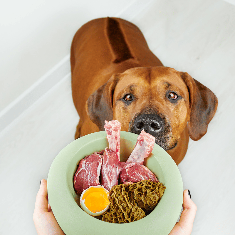 aliments pour chien 2