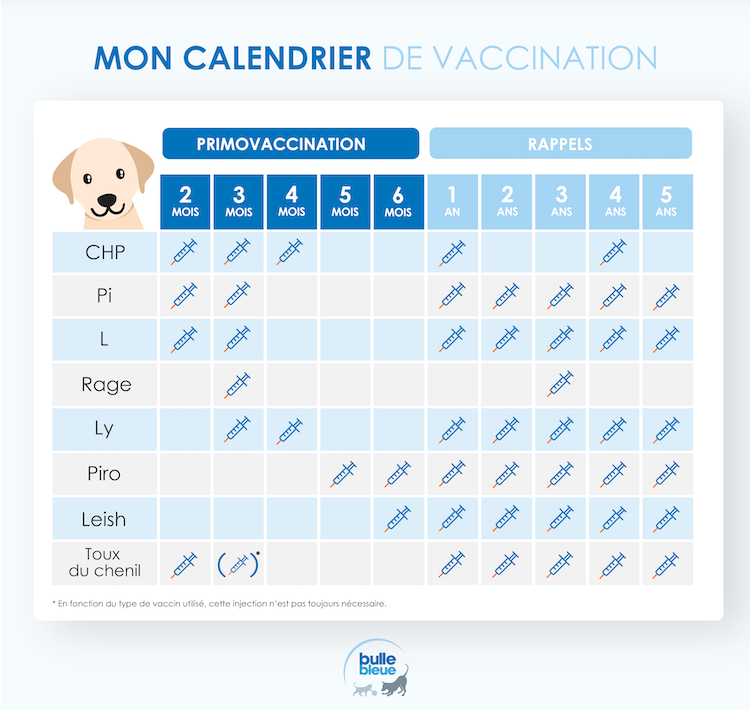 calendrier de vaccination chien