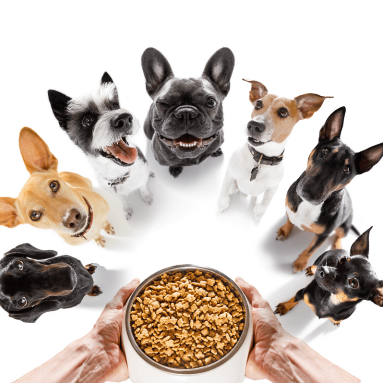 Alimentation pour chien : quels sont ses besoins nutritionnels ?