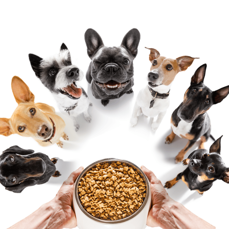 Alimentation pour chien